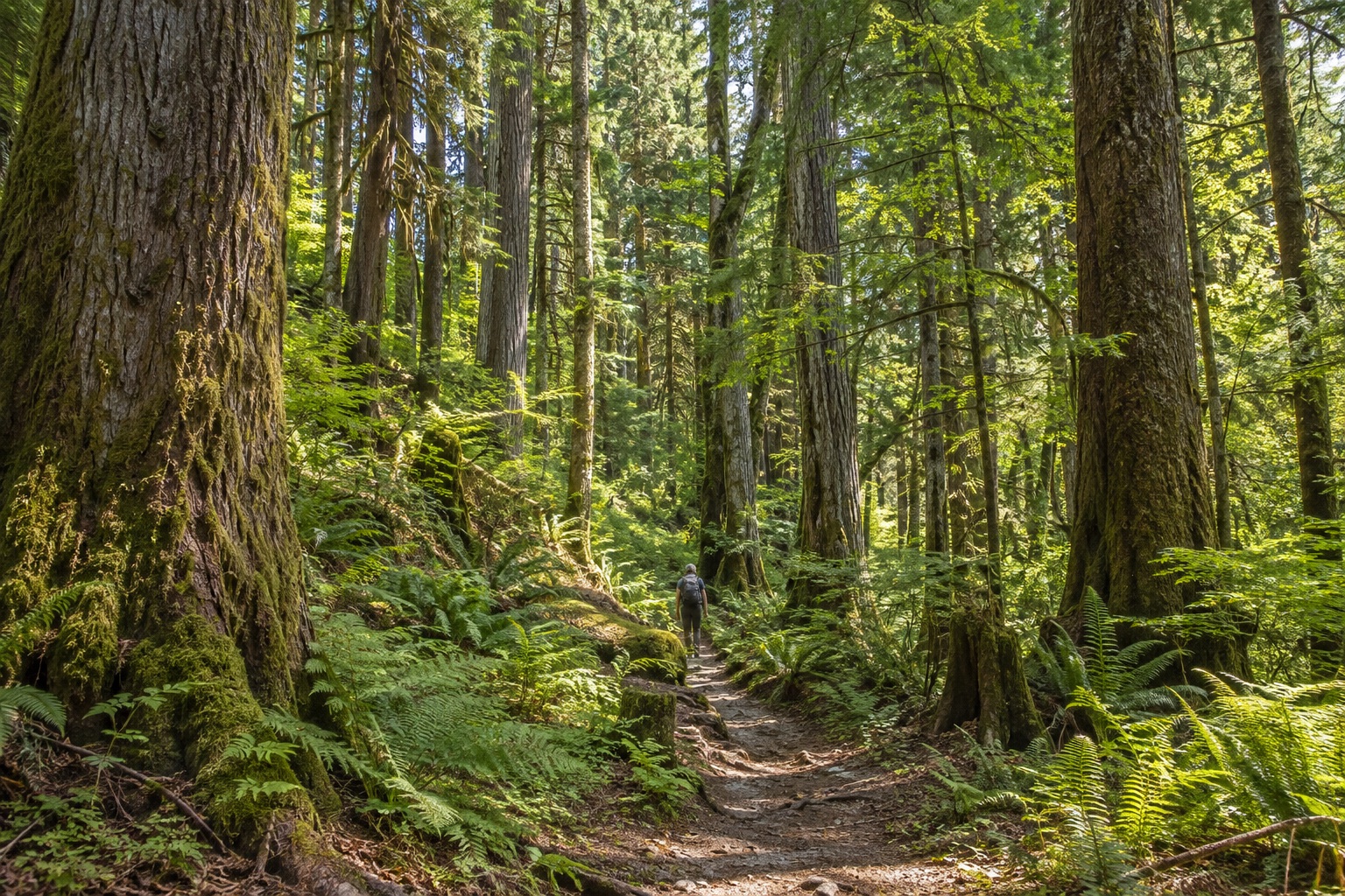 Eine Person folgt einem schmalen Weg durch einen lichten alten Wald